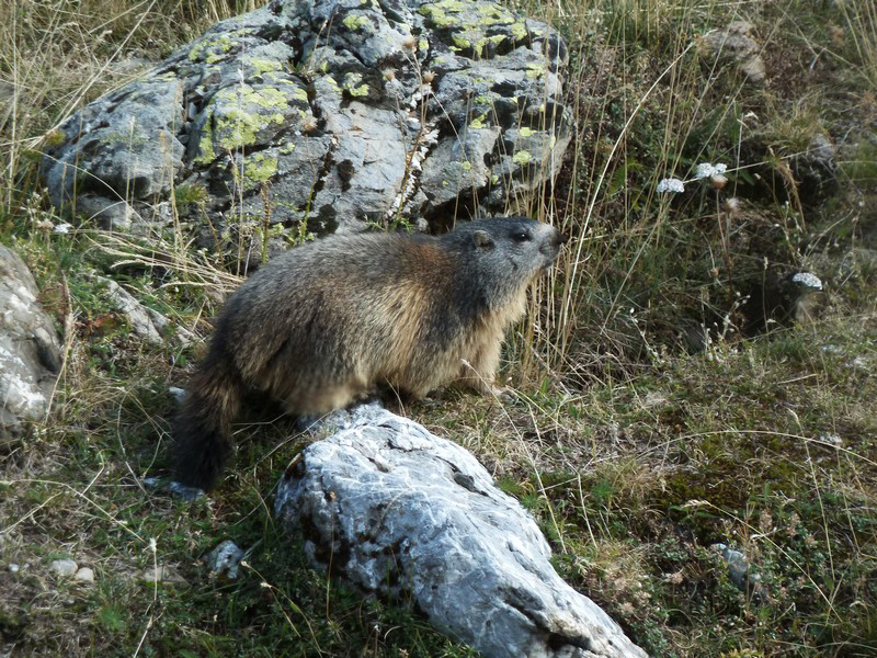 Marmotte à Prapic 