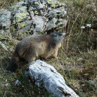 Marmotte à Prapic 